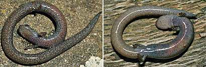 Garden Slender Salamander