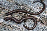 Black-bellied Slender Salamander comparison