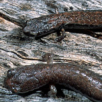 Black-bellied Slender Salamander comparison