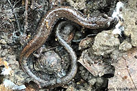 Black-bellied Slender Salamander