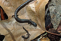 Black-bellied Slender Salamander