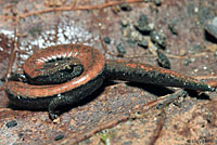 Black-bellied Slender Salamander