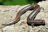 Black-bellied Slender Salamander