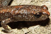 Lesser Slender Salamander