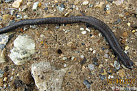 Black-bellied Slender Salamander