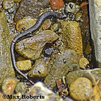 Black-bellied Slender Salamander