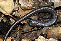 Black-bellied Slender Salamander