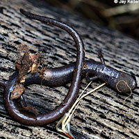 Black-bellied Slender Salamander