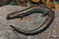 Black-bellied Slender Salamander