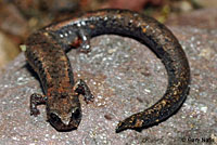 Black-bellied Slender Salamander