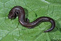 Black-bellied Slender Salamander