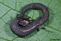 Black-bellied Slender Salamander