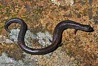 Black-bellied Slender Salamander