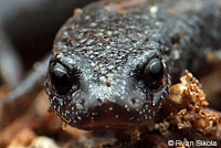 Lesser Slender Salamander