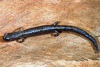 Channel Islands Slender Salamander