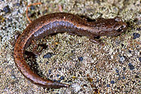 Channel Islands Slender Salamander