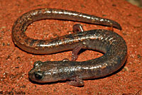 Channel Islands Slender Salamander