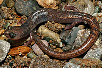 Channel Islands Slender Salamander