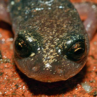 Channel Islands Slender Salamander