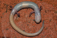 Channel Islands Slender Salamander