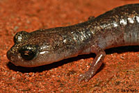 Channel Islands Slender Salamander