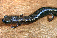 Channel Islands Slender Salamander