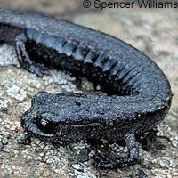 Channel Islands Slender Salamander