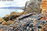 Channel Islands Slender Salamander