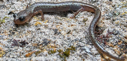 Channel Islands Slender Salamander