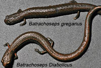 Hell Hollow Slender Salamander comparison