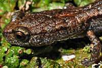 Kings River Slender Salamander