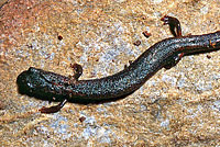 Kings River Slender Salamander