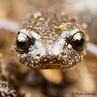 Kings River Slender Salamander