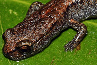 Kings River Slender Salamander