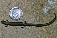 Greenhorn Mountains Slender Salamander