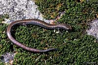 Greenhorn Mountains Slender Salamander