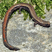 Greenhorn Mountains Slender Salamander