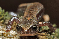 Greenhorn Mountains Slender Salamander