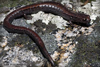 Greenhorn Mountains Slender Salamander