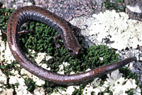 Greenhorn Mountains Slender Salamander