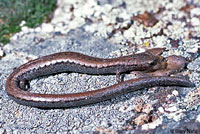 Greenhorn Mountains Slender Salamander