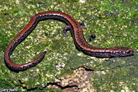 Relictual Slender Salamander