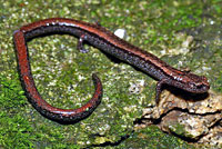 Relictual Slender Salamander