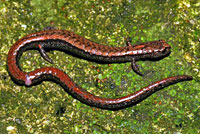 Relictual Slender Salamander