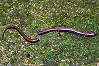 Relictual Slender Salamander