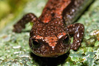 Relictual Slender Salamander