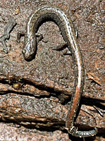 Inyo Mountains Slender Salamander