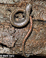 Inyo Mountains Slender Salamander