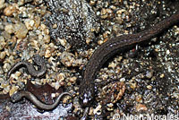 Inyo Mountains Slender Salamander