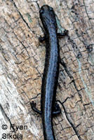 Inyo Mountains Slender Salamander